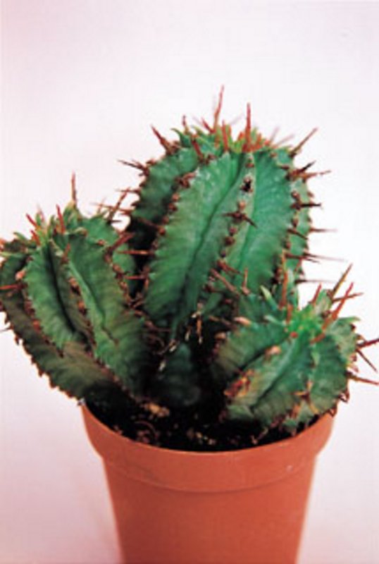 Euphorbia Polygona.jpg